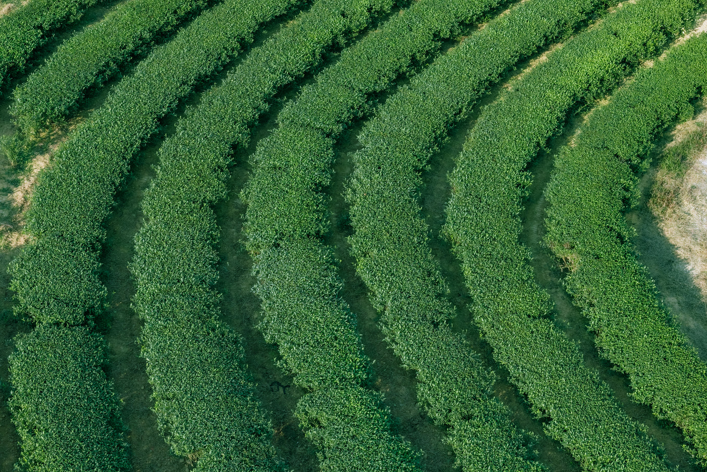 No. 3 Ceremonial Grade Matcha